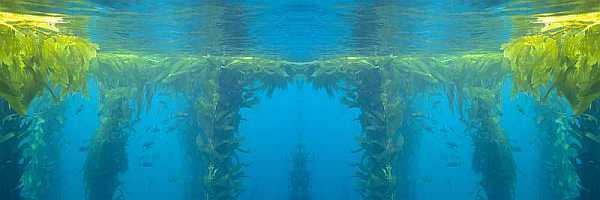 Top of the kelp forest